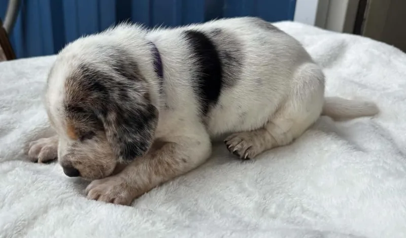 A baby large-sized male Hound dog named Chief Derby for adoption in Waunakee, WI