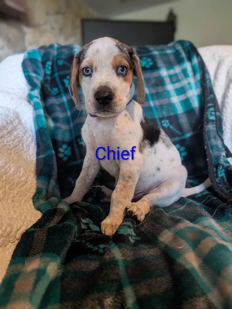 Chief Derby thumbnail 2