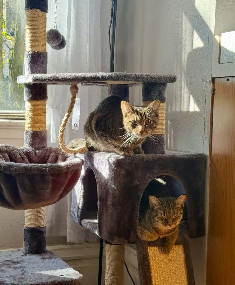 Tootsie thumbnail 4