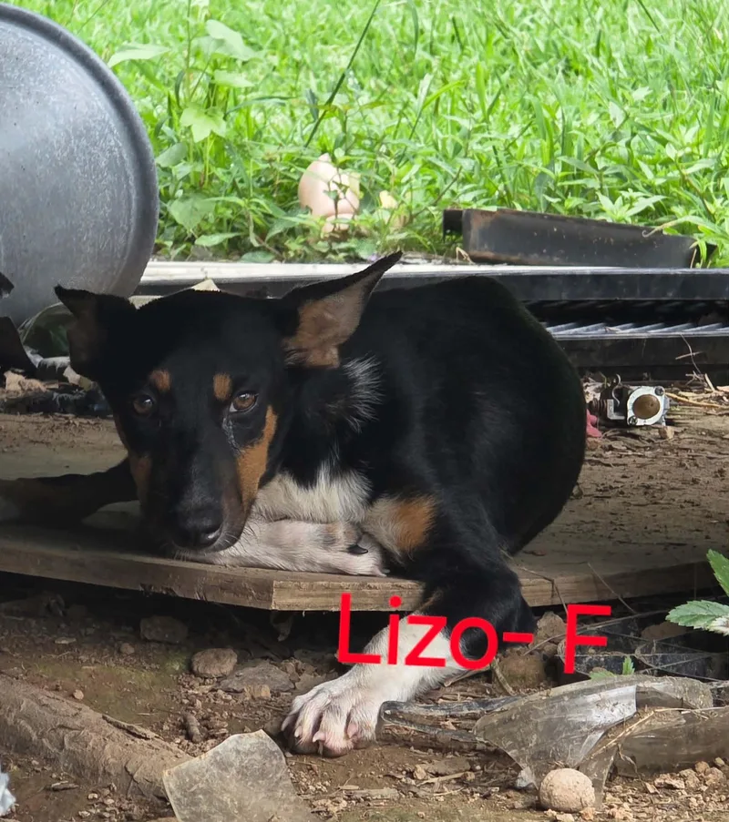 Lizo