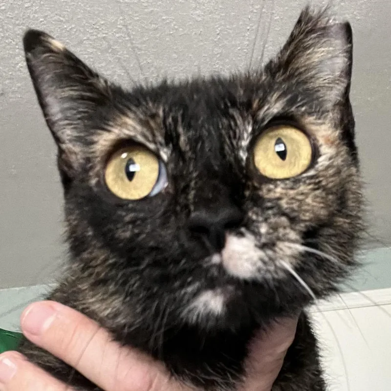 A young medium-sized female Tortoiseshell Domestic Short Hair cat named Serena for adoption in Sarasota, FL