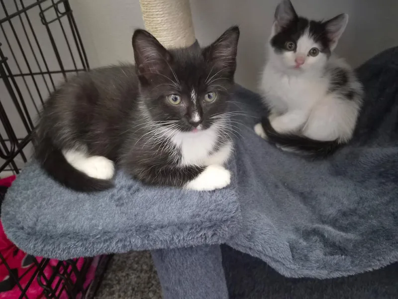A baby small-sized female Domestic Medium Hair cat named Zelda for adoption in Wilmington, NC