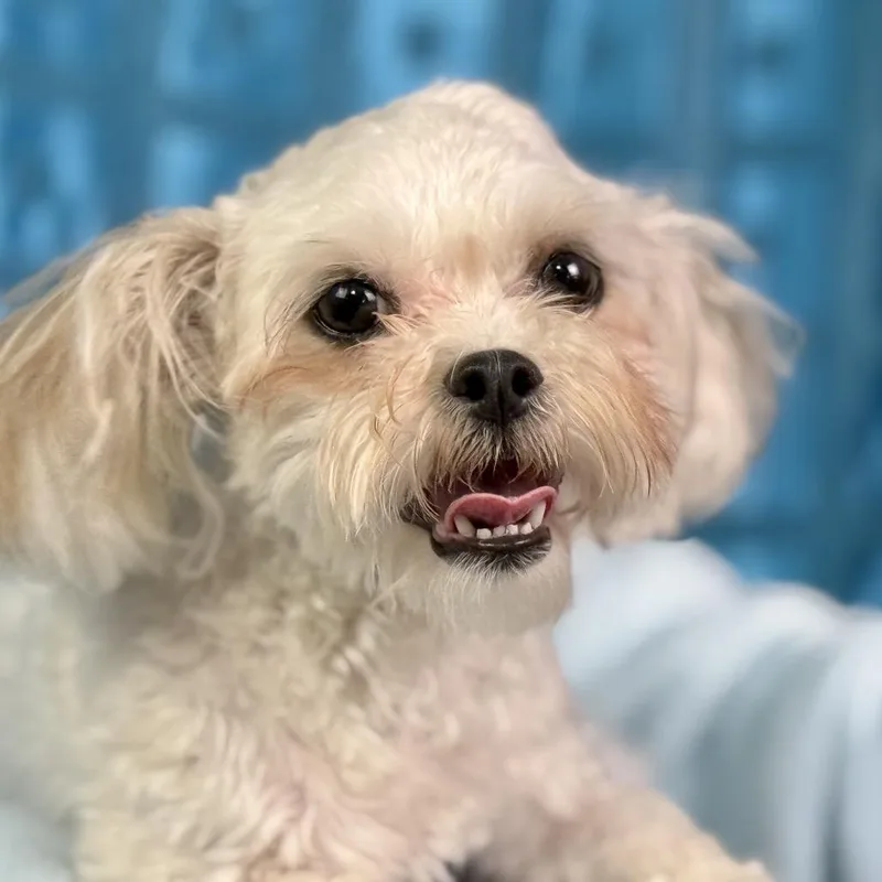 Bunny: Super Cute ! thumbnail 4