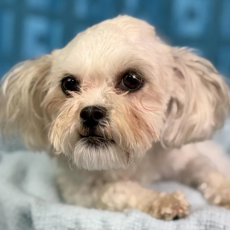 Bunny: Super Cute ! thumbnail 5