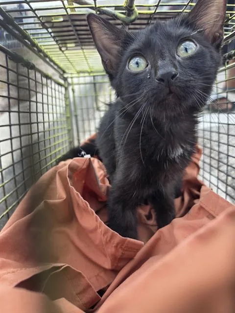 A young small-sized female Domestic Short Hair cat named Kikio for adoption in San Antonio, TX