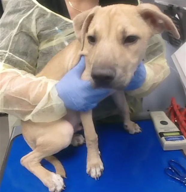A baby large-sized male Black Mouth Cur dog named Benny for adoption in Phoenix, AZ