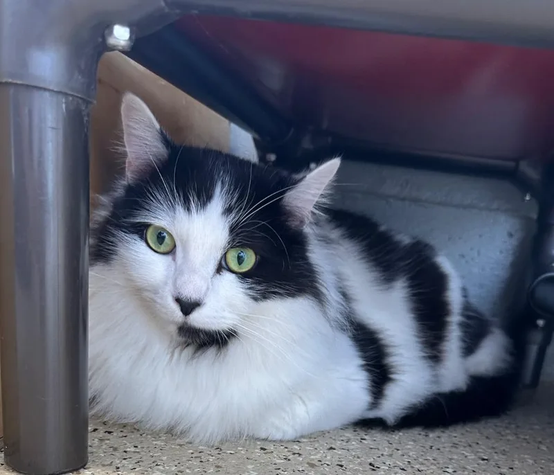An adult medium-sized male Domestic Long Hair cat named Patch for adoption in Newberg, OR