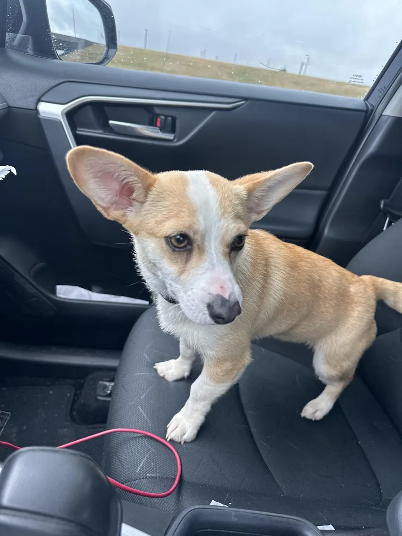 A young small-sized female White / Cream Corgi dog named Rosa for adoption in Tuttle, OK