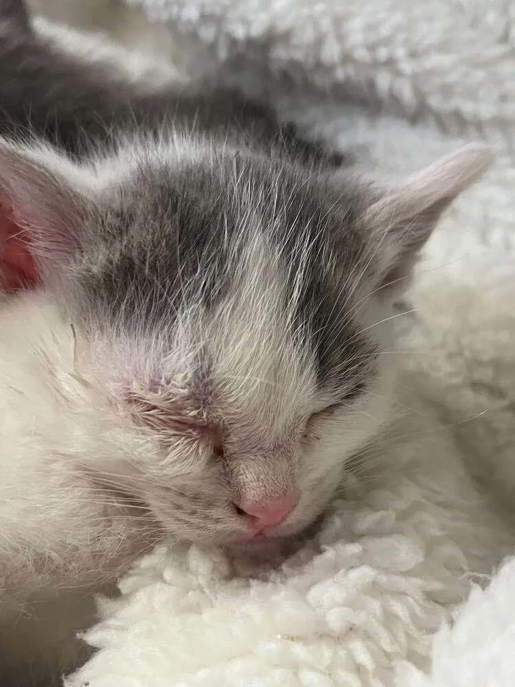A baby small-sized female Gray & White Domestic Short Hair cat named Prim for adoption in Bowling Green, OH
