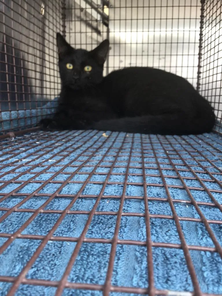 A young small-sized male Domestic Short Hair cat named Jet for adoption in New Braunfels, TX