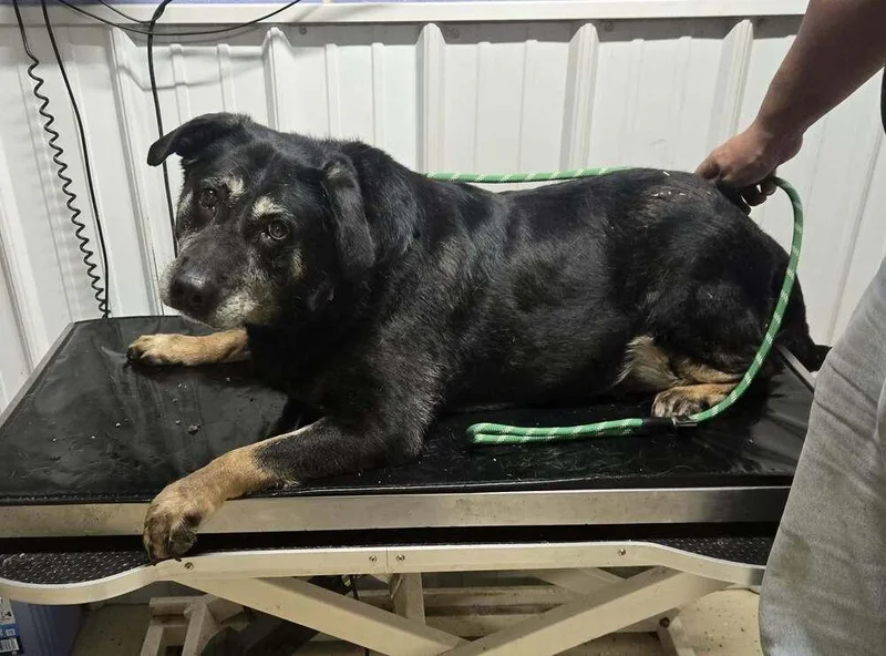 A senior large-sized female Tricolor (Brown, Black, & White) Labrador Retriever dog named Penny for adoption in Waverly, OH