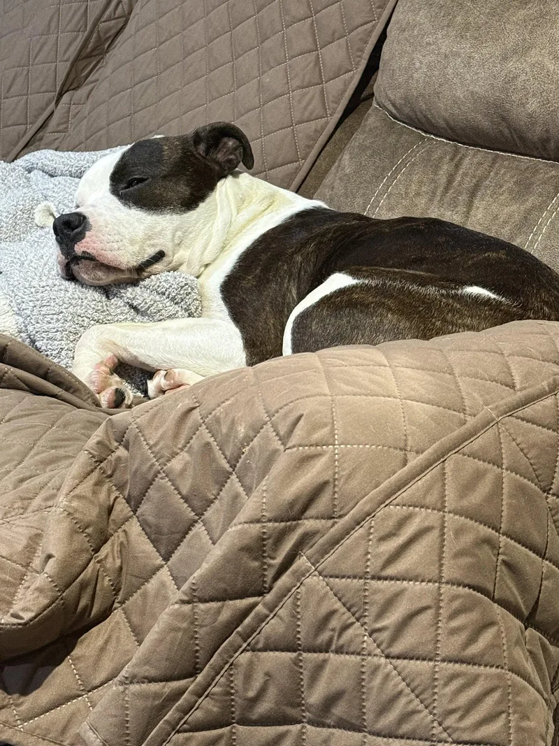 An adult large-sized male American Bulldog dog named Maximus for adoption in O'Fallon, MO