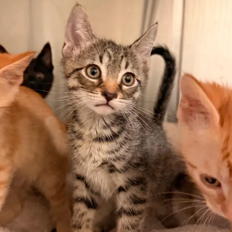 A baby small-sized male Brown / Chocolate Domestic Short Hair cat named Cookie Swirl for adoption in Lynchburg, VA