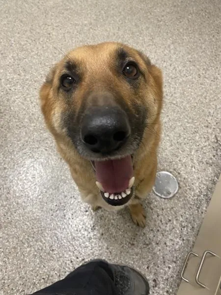 An adult large-sized female Mixed Breed dog named Leai for adoption in Vancouver, WA