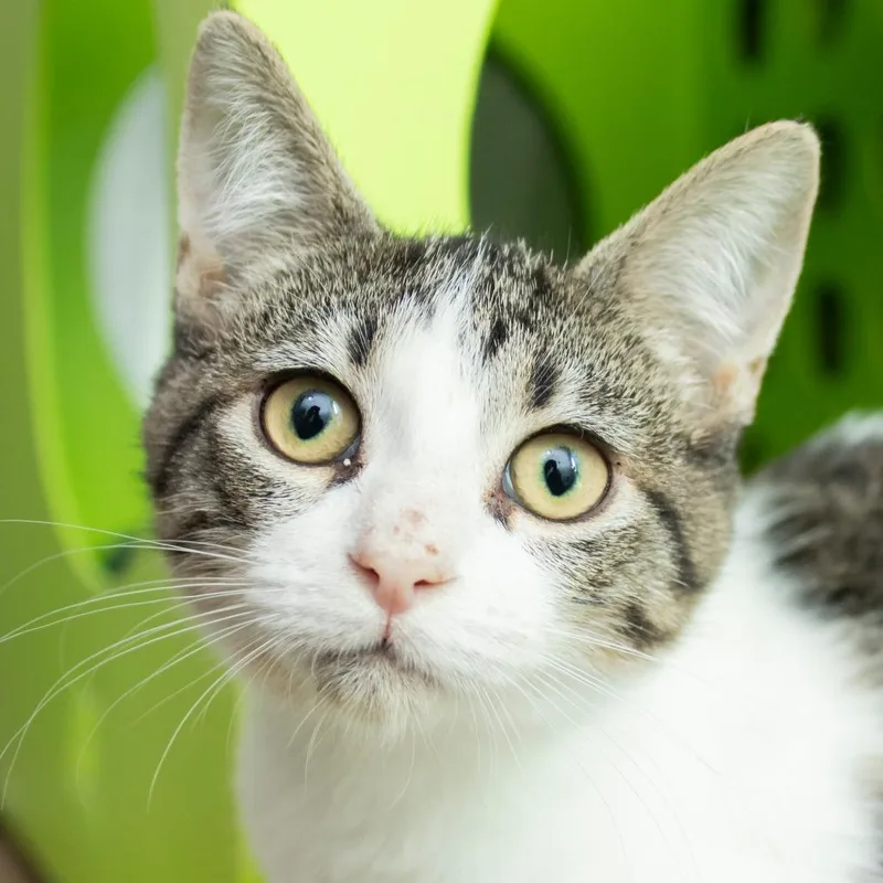 A baby small-sized female Domestic Short Hair cat named Storm for adoption in Middletown, RI