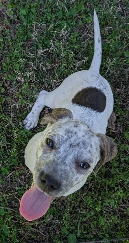 Winnie The Pooch thumbnail 2