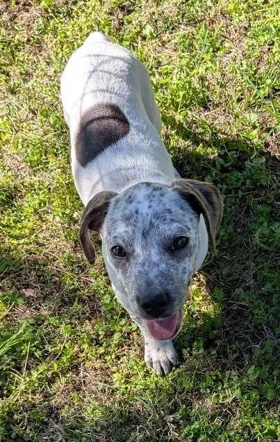 Winnie The Pooch thumbnail 3