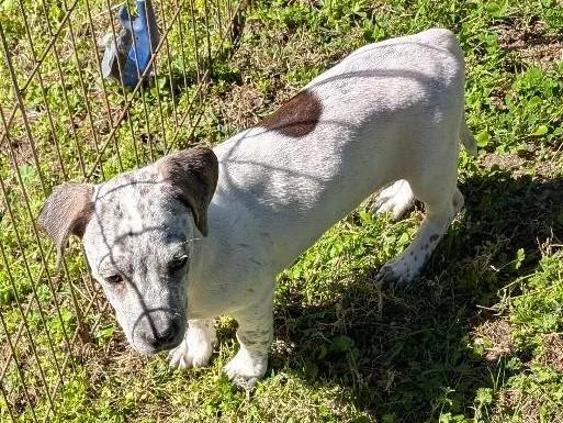 Winnie The Pooch thumbnail 4