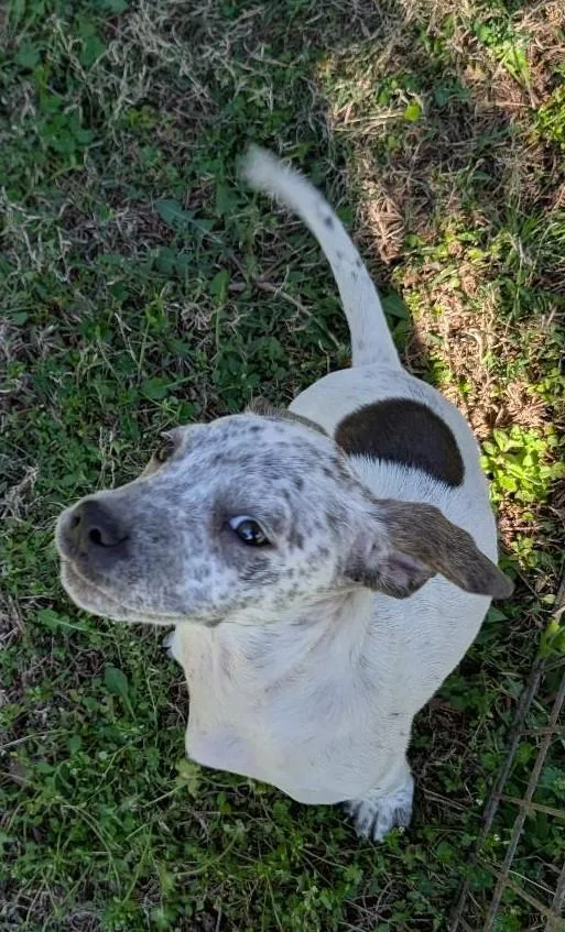 Winnie The Pooch thumbnail 5