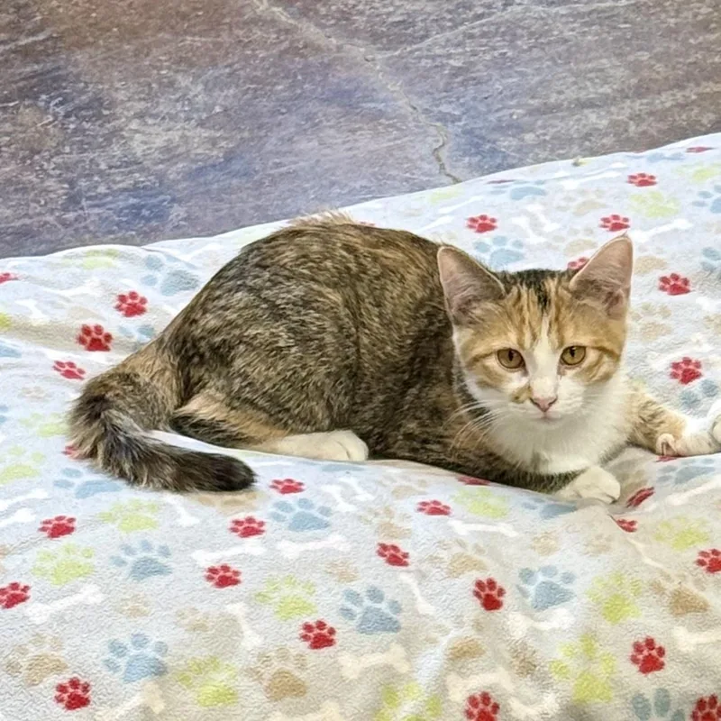 A baby medium-sized female Calico Domestic Short Hair cat named Piper for adoption in Gallatin, TN