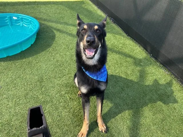 A young large-sized male German Shepherd Dog dog named Ghost for adoption in Tustin, CA