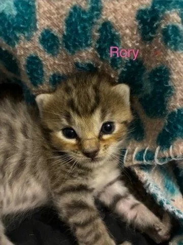 A baby medium-sized male Domestic Medium Hair cat named Rory for adoption in Blairsville, GA