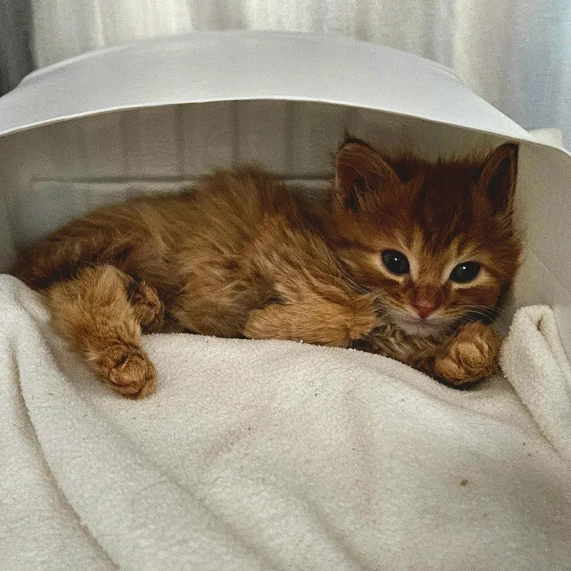 A baby small-sized male Orange / Red Domestic Long Hair cat named Kohen for adoption in Oneonta, NY