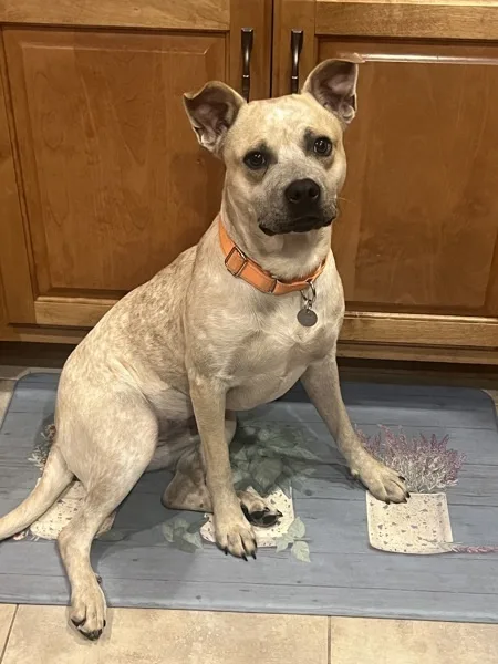 A young medium-sized female Pit Bull Terrier dog named Effie for adoption in Topeka, KS