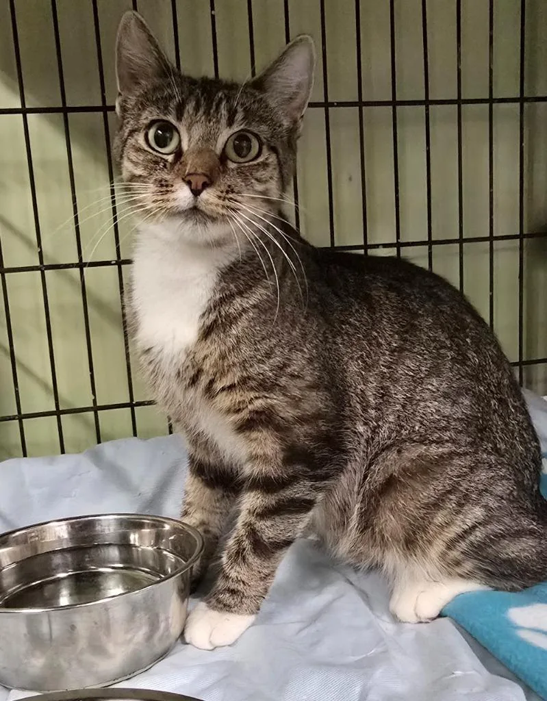 A young medium-sized female Domestic Short Hair cat named Beverly for adoption in Auburn, IN
