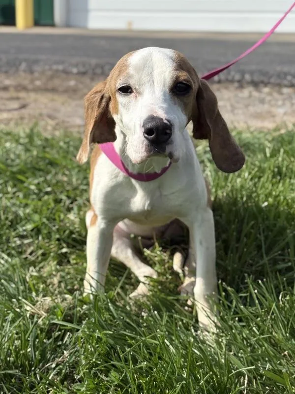 A young small-sized female Beagle dog named Magpie for adoption in Lancaster, OH