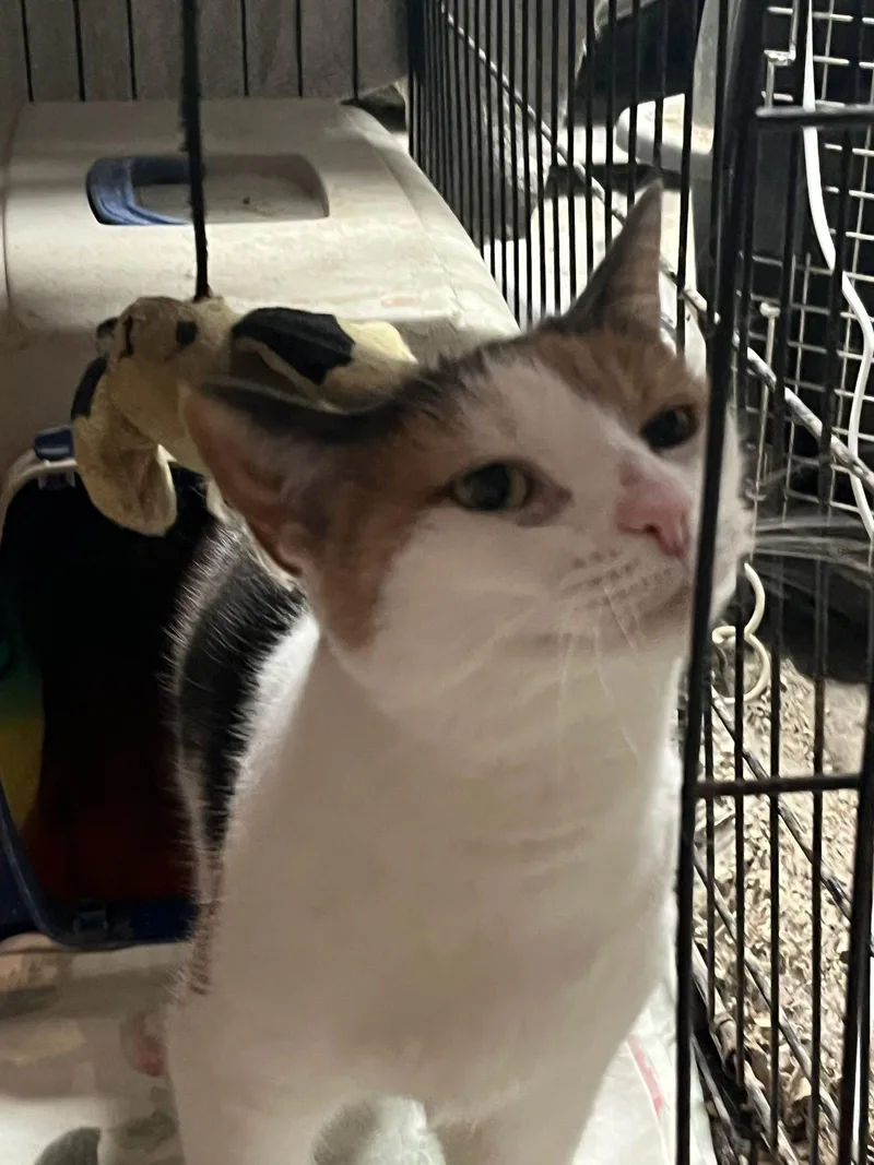 An adult medium-sized female Domestic Short Hair cat named Ruby for adoption in Stewartsville, NJ