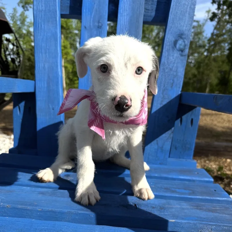 A baby medium-sized female Wirehaired Terrier dog named Dolly for adoption in Queen City, TX