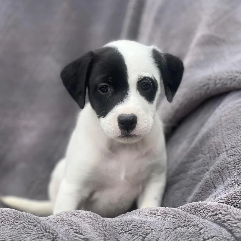 A baby large-sized female Shepherd dog named Dakota Pup  South for adoption in San Diego, CA