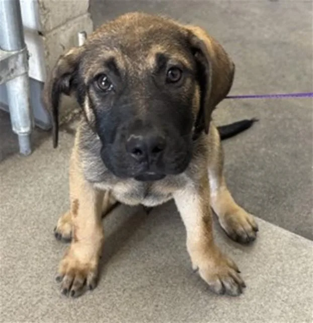 A baby small-sized male Pit Bull Terrier dog named Leonardo for adoption in San Bernardino, CA