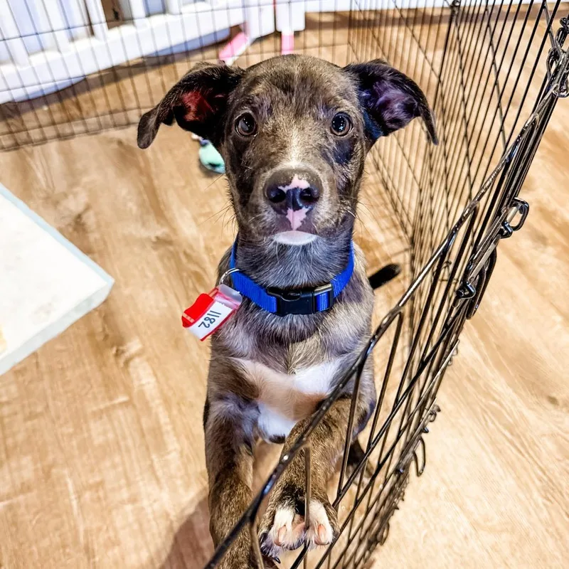 A baby small-sized male Catahoula Leopard Dog dog named Arnold for adoption in Parker, CO