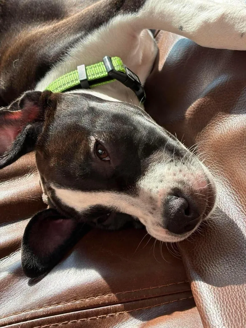 A baby medium-sized female Mixed Breed dog named Rizzo for adoption in Highland, NY