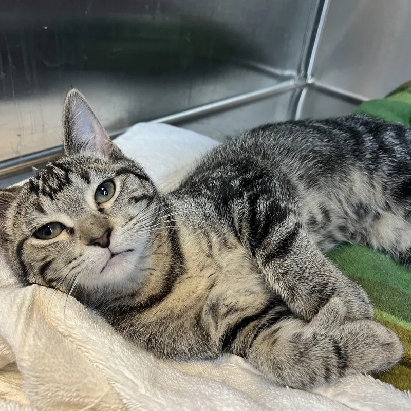 A baby medium-sized female Domestic Short Hair cat named Deinonychus for adoption in Brookings, SD