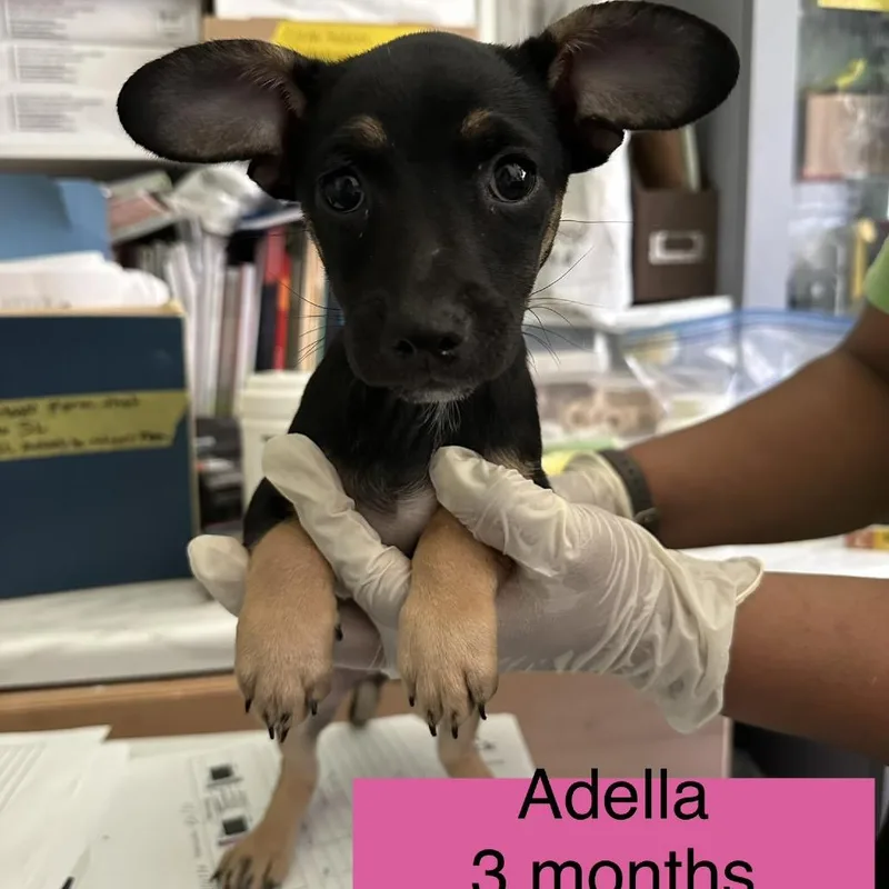 Adella