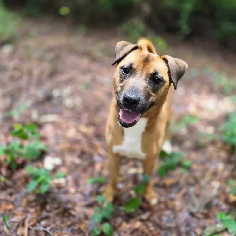 An adult medium-sized male Brown / Chocolate Mixed Breed dog named Sprocket for adoption in Long Island City, NY