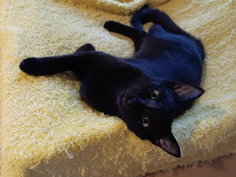 A baby medium-sized female Black Domestic Short Hair cat named Espresso Beanz for adoption in Wilmington, NC