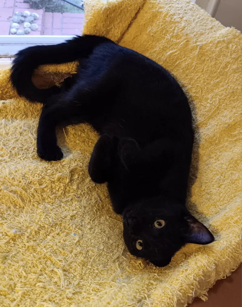 Espresso Beanz thumbnail 2