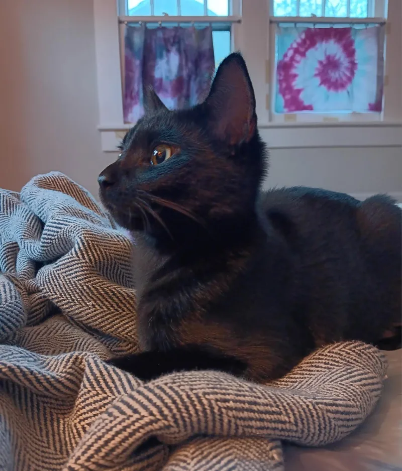 Espresso Beanz thumbnail 3