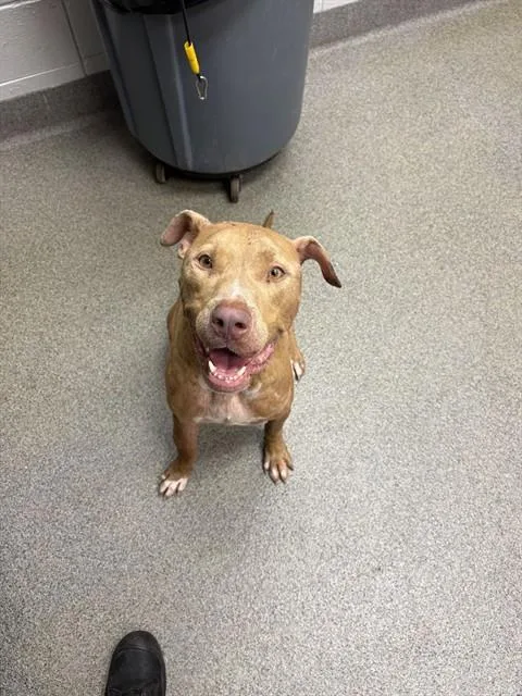 An adult medium-sized male Pit Bull Terrier dog named Maxwell for adoption in Huntsville, AL