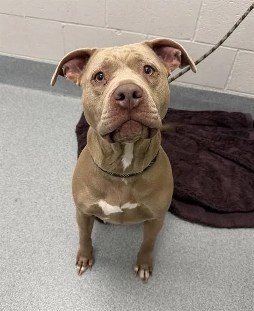 An adult large-sized female Pit Bull Terrier dog named Sweetie for adoption in Indianapolis, IN