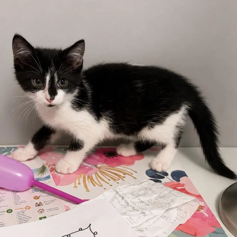 A baby small-sized male Black Domestic Short Hair cat named Domino for adoption in La Grange, KY