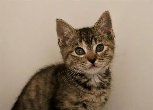 A baby small-sized female Domestic Short Hair cat named Suzie for adoption in San Luis Obispo, CA