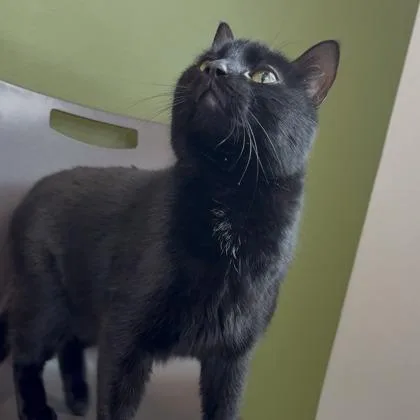 A young small-sized male Domestic Short Hair cat named Charon for adoption in Janesville, WI