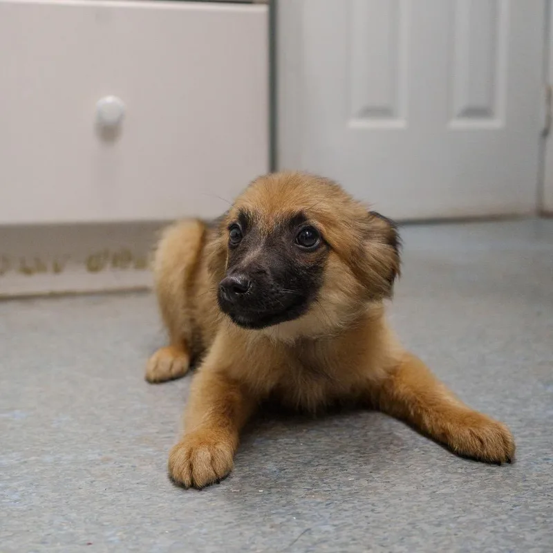 A baby small-sized male Yellow / Tan / Blond / Fawn Terrier dog named Cannoli for adoption in Pawling, NY