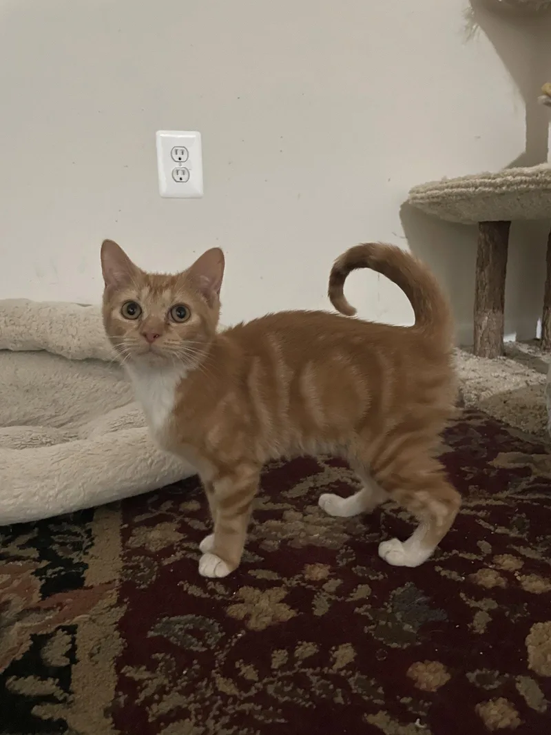 A baby medium-sized male Orange / Red Domestic Short Hair cat named Lux for adoption in Herndon, VA