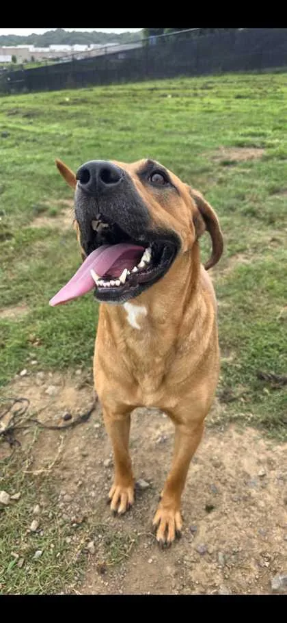An adult large-sized female Mountain Cur dog named Delta Dawn for adoption in Sevierville, TN
